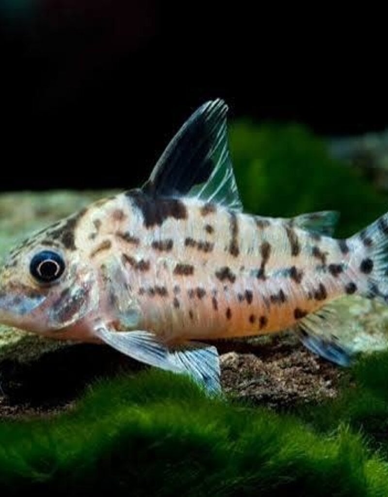 Spotted (Ambiacus) Corydoras Catfish - Freshwater