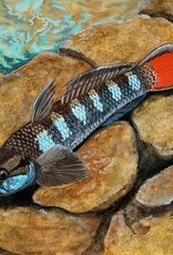 Saddled Rock Climbing Goby - Freshwater