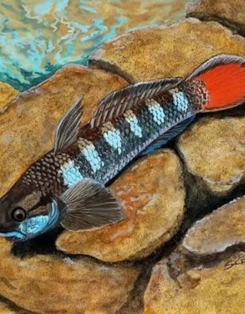 Saddled Rock Climbing Goby - Freshwater