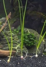 Live Aquatic Plant - Dwarf Onion