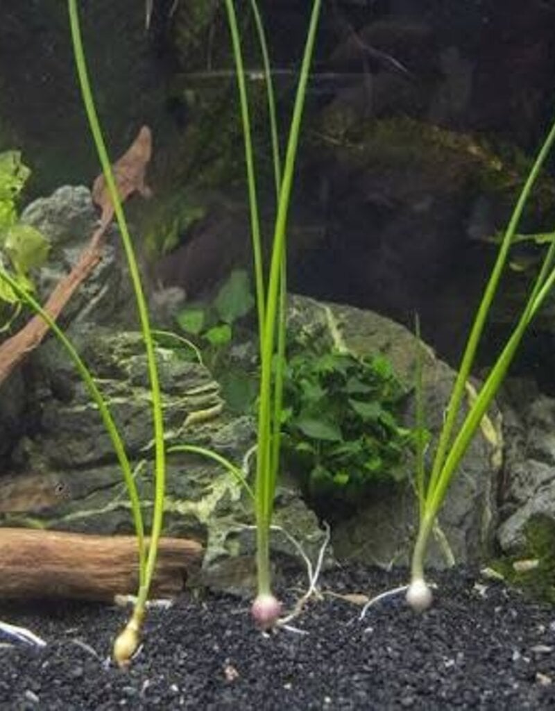 Live Aquatic Plant - Dwarf Onion