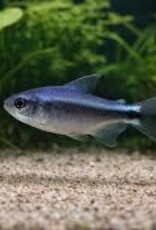 Blue Devil Tetra - Freshwater