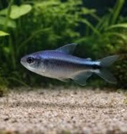 Blue Devil Tetra - Freshwater