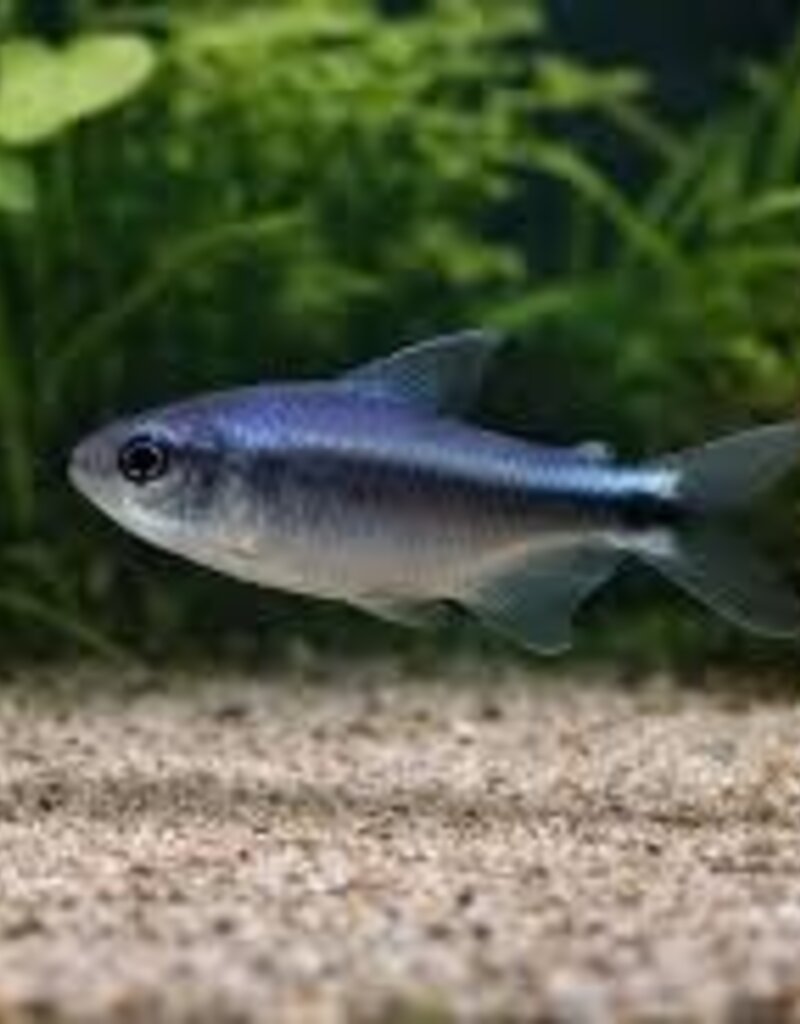 Blue Devil Tetra - Freshwater