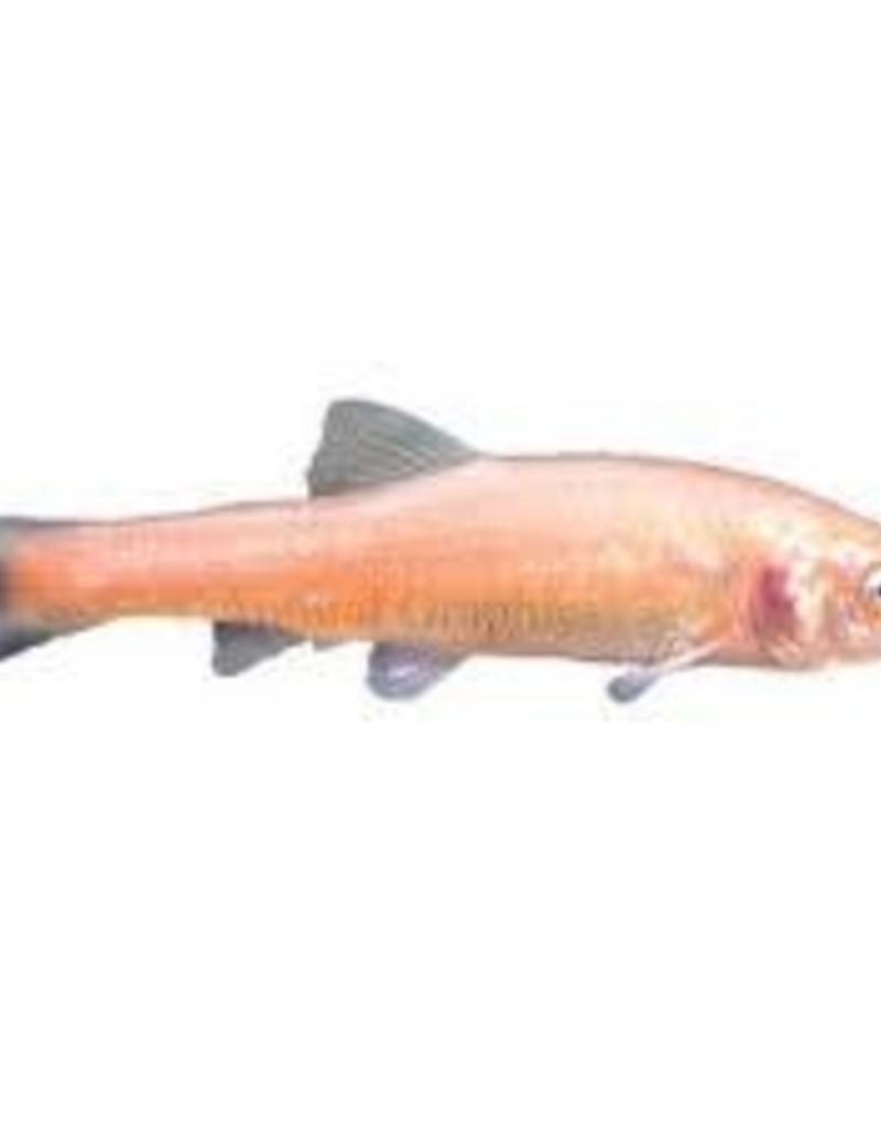 Rosy Red Minnow - Freshwater - Pet Central Limited