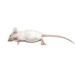 Frozen Feeder Mice - Hopper (8-12 gram)
