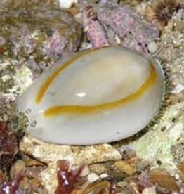 Money (Gold Ring) Cowrie - Saltwater