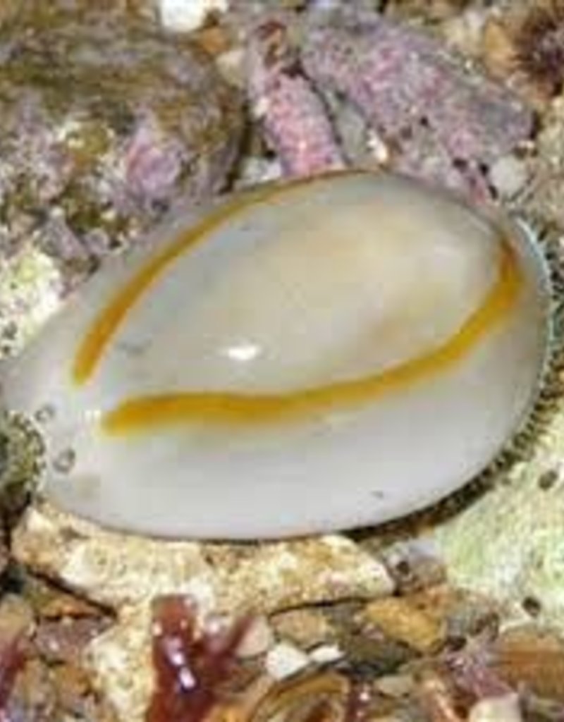 Money (Gold Ring) Cowrie - Saltwater