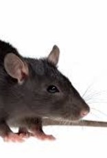 Live Feeder Rats