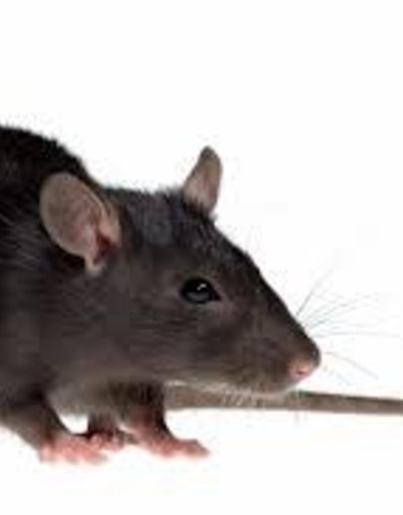 Live Feeder Rats Pet Central