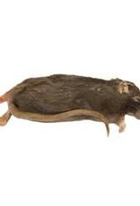 Frozen Feeder Rat - Jumbo (251-350 gram)