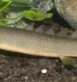 Senegal Bichir - Freshwater