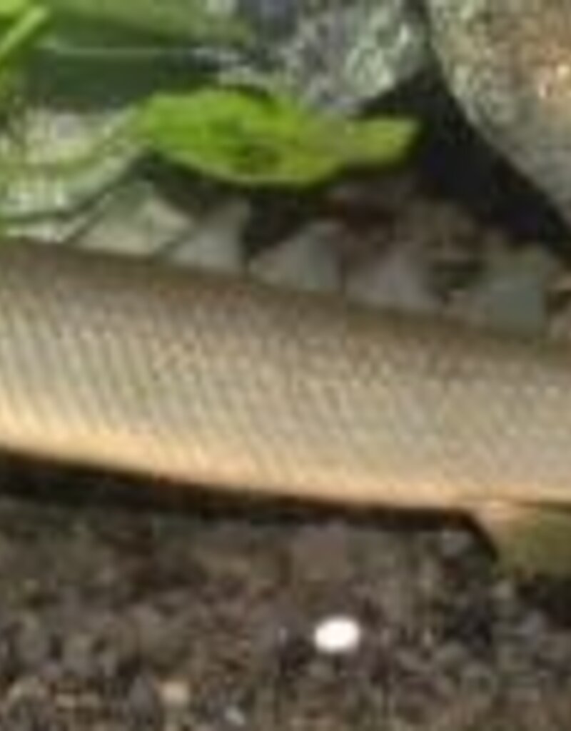 Senegal Bichir - Freshwater