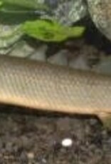 Senegal Bichir - Freshwater