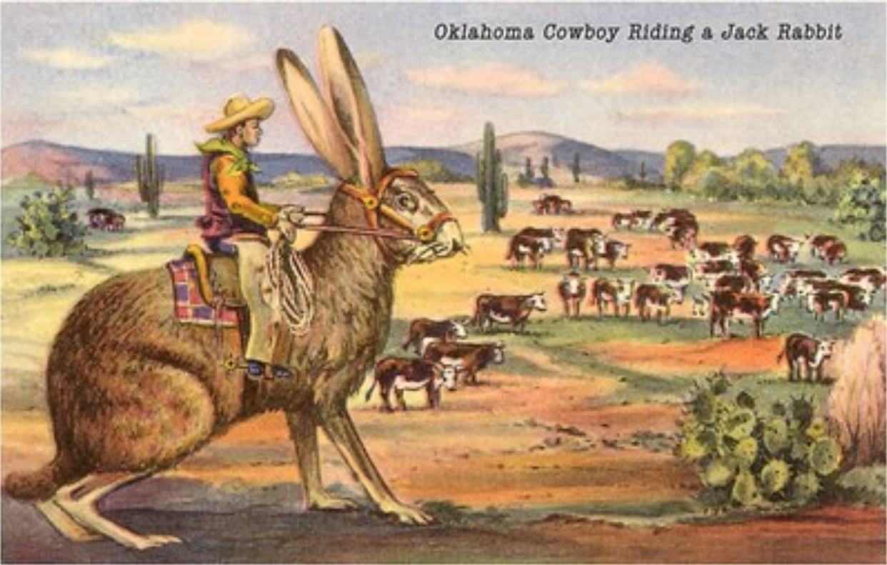 Found Image Press Cowboy Riding Giant Jackrabbit Postcard