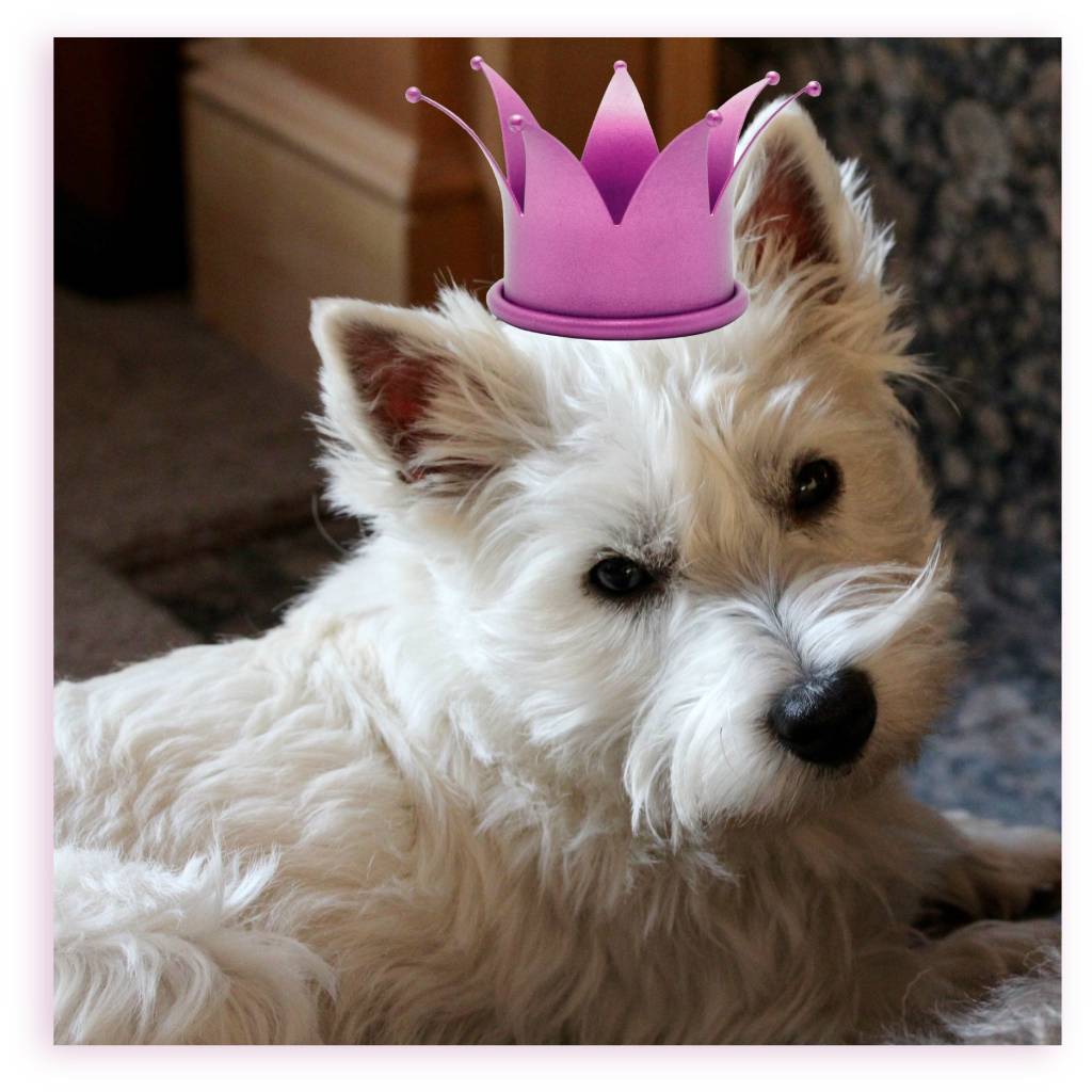 To the Dogs!