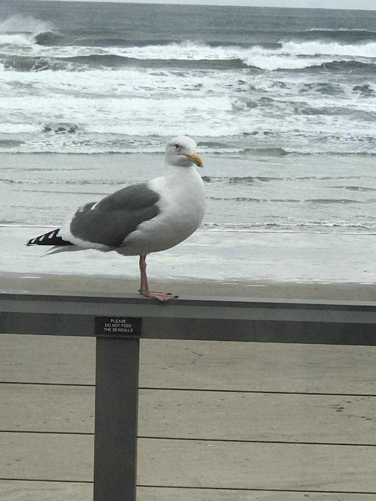 Jingle, Jingle, To The Beach