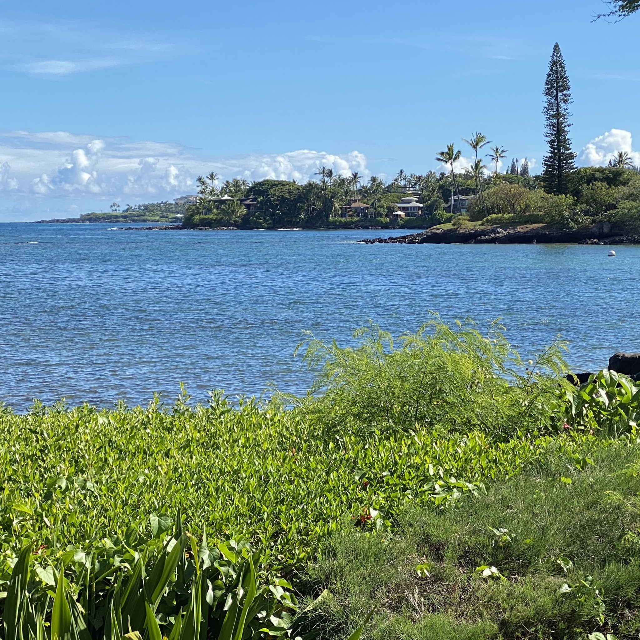 Aloha!