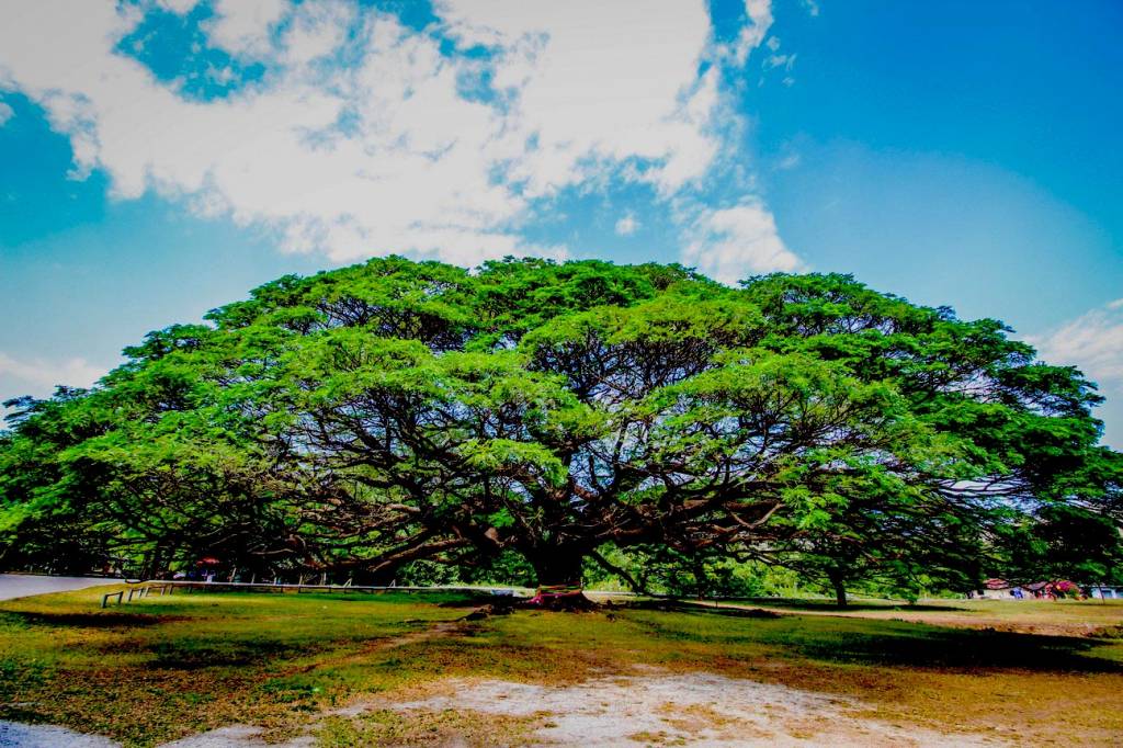 Where our Acacia gets its shine