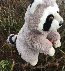 Stuffed animal raccoon