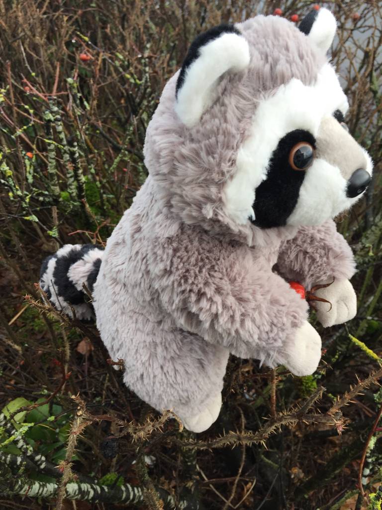 Stuffed animal raccoon