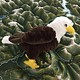 Stuffed animal eagle