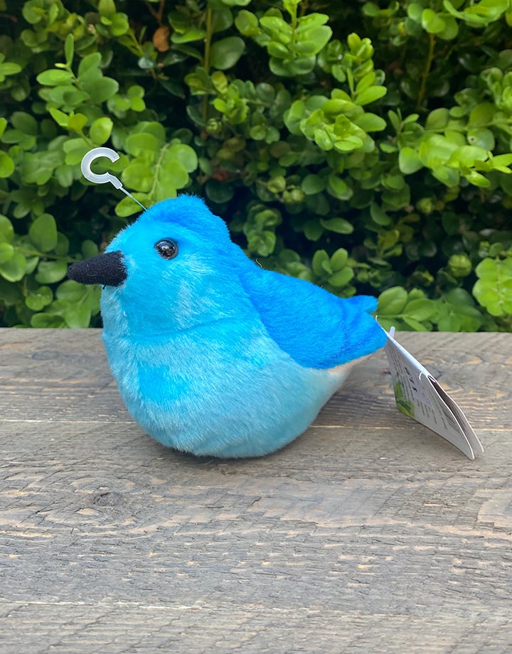 Singing bird mountain bluebird