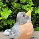 Singing bird robin