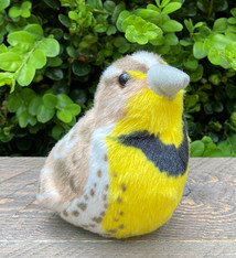 Singing bird western meadowlark