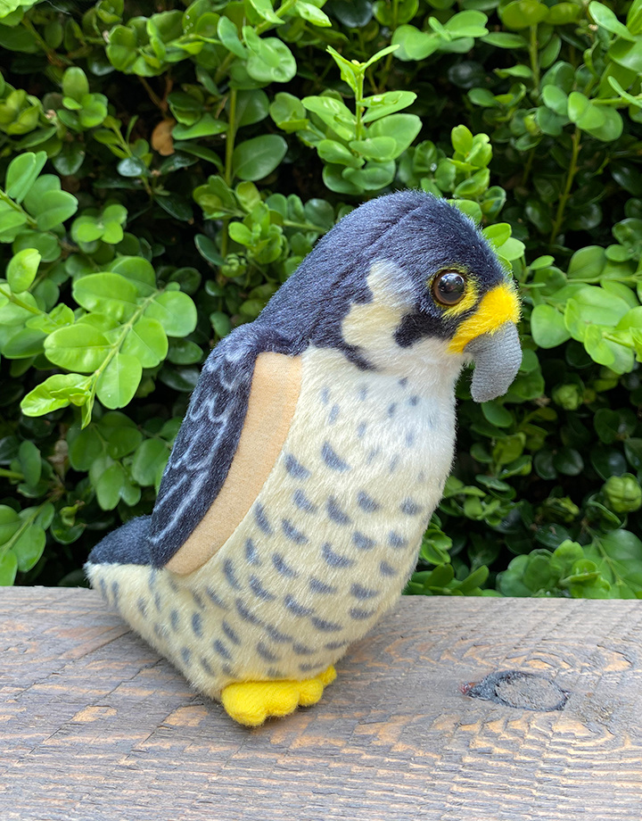Singing bird peregrin falcon