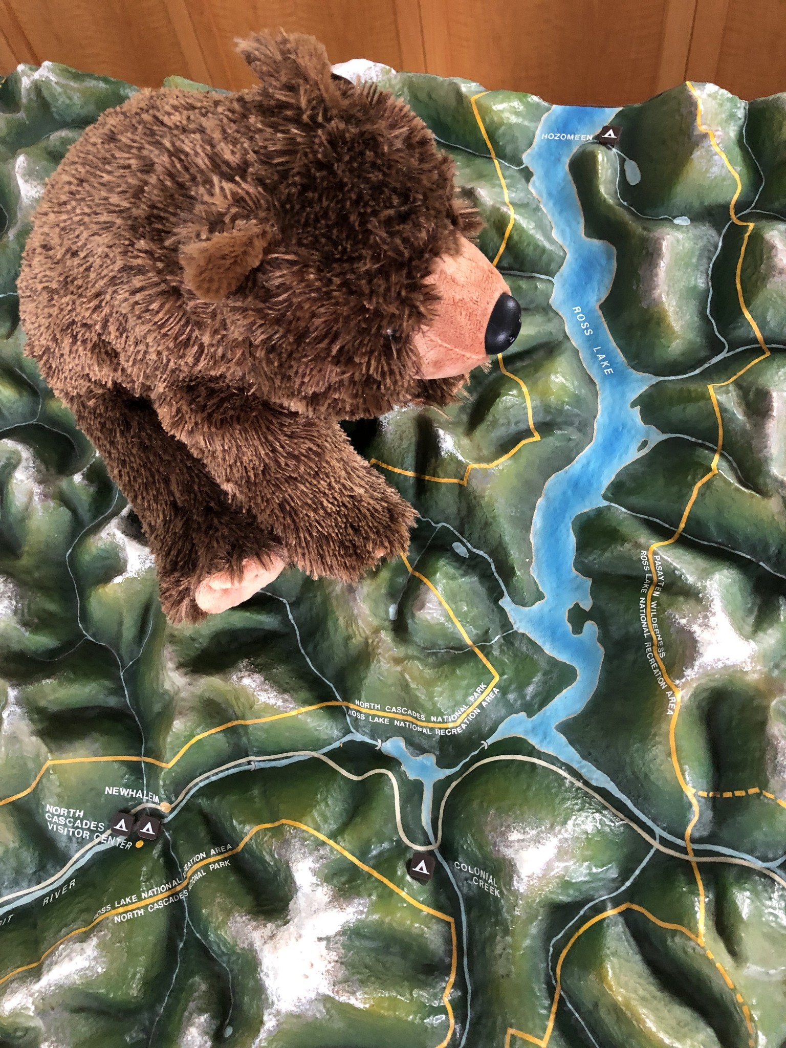 Stuffed animal Grizzly