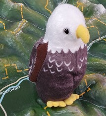 Singing bird bald eagle