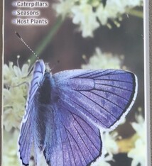 Butterflies of the PNW foldout