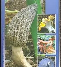 Field GT Edible Mushrooms PNW fold out