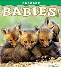 Cascade Babies
