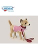 Chihuahua With Pink Coat And Leash