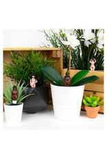 Naked Ramblers Planter Decor