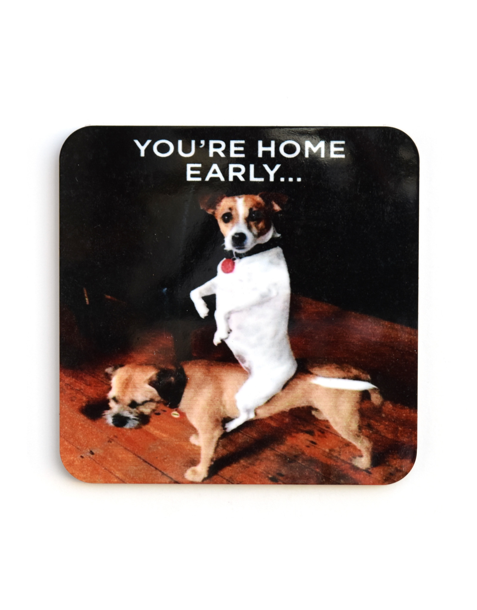 You're Home Early...Dogs Coaster