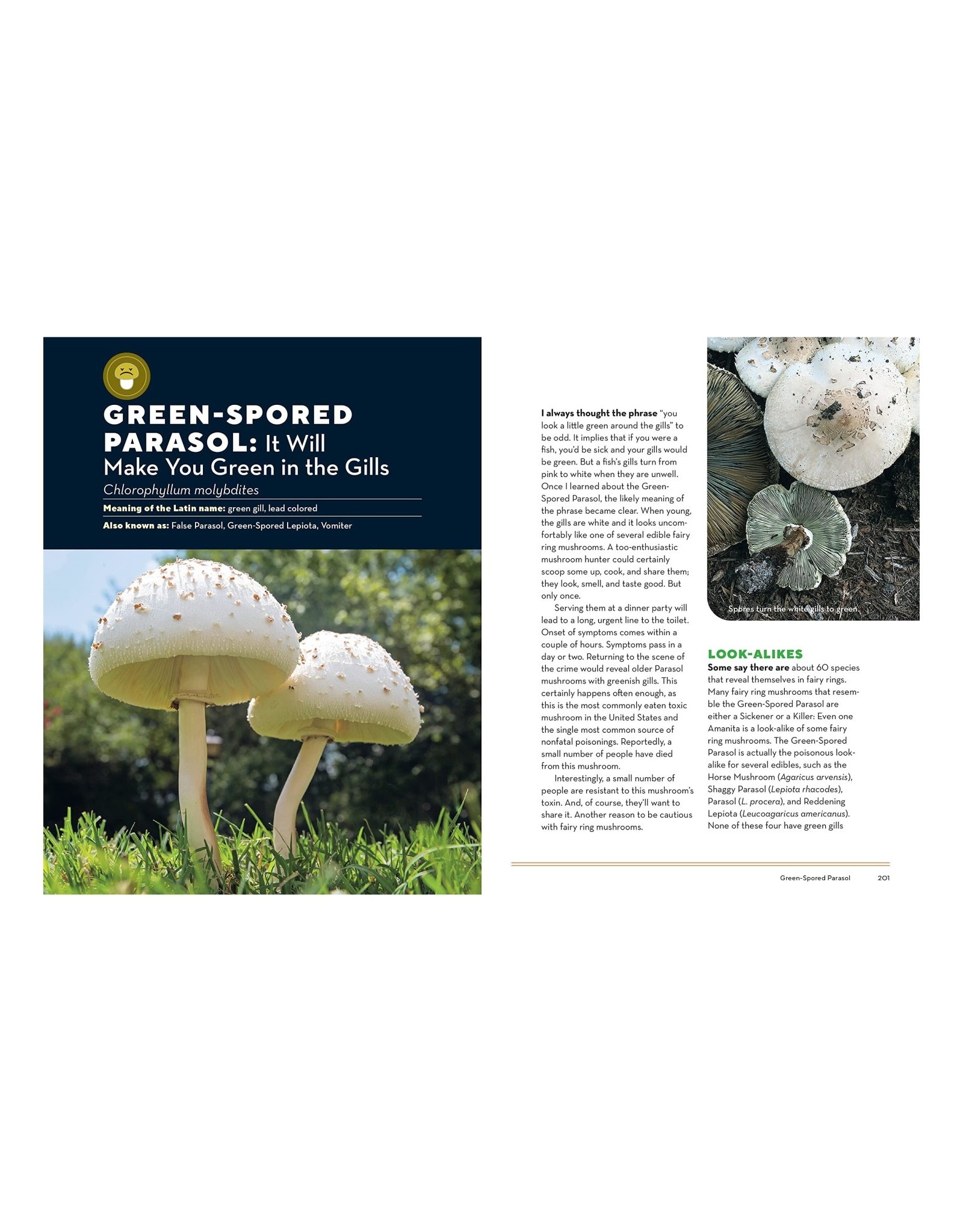 How to Forage for Mushrooms Without Dying
