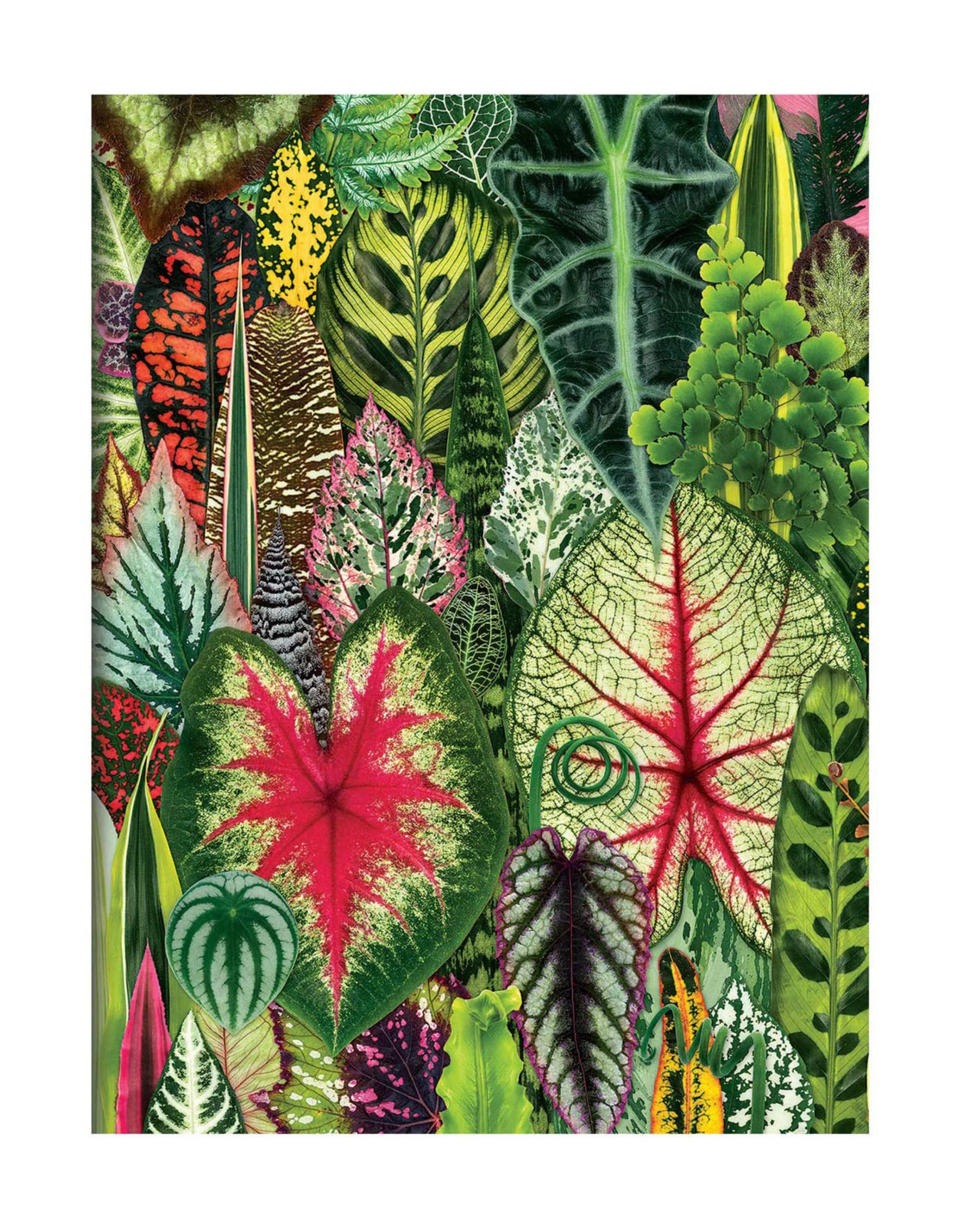 Houseplant Jungle Notecards