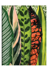 Houseplant Jungle Notecards