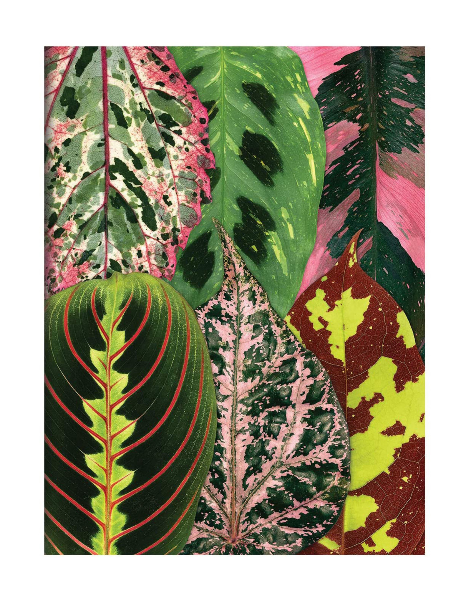 Houseplant Jungle Notecards