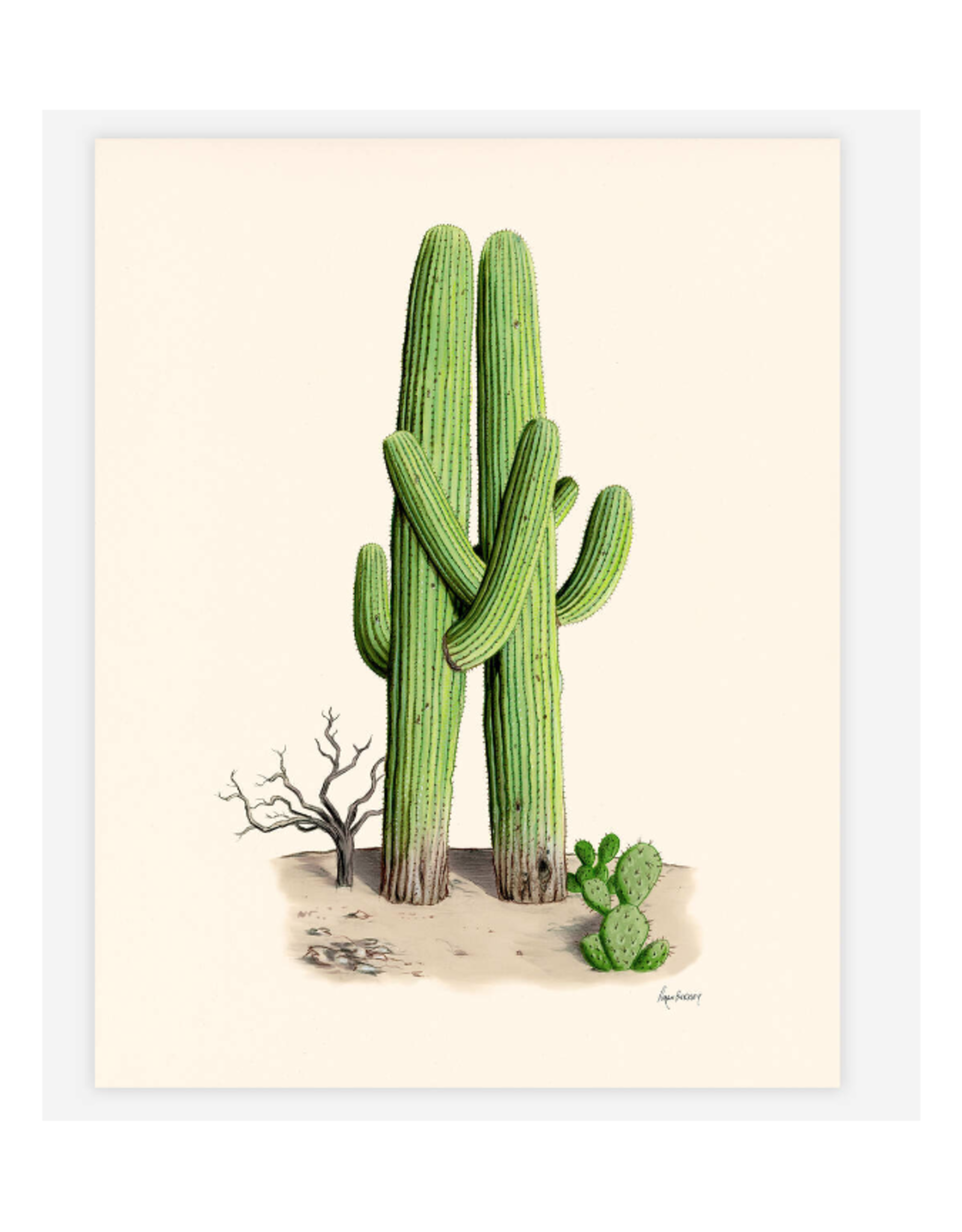 Old Friends (Cactus) Print