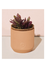 Tiny Terra Cotta - Festive Poinsettia * Tiny Terra Cotta - Festive Poinsettia *