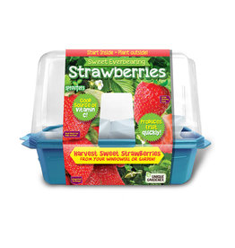 Sweet Everbearing Strawberries Grow Kit