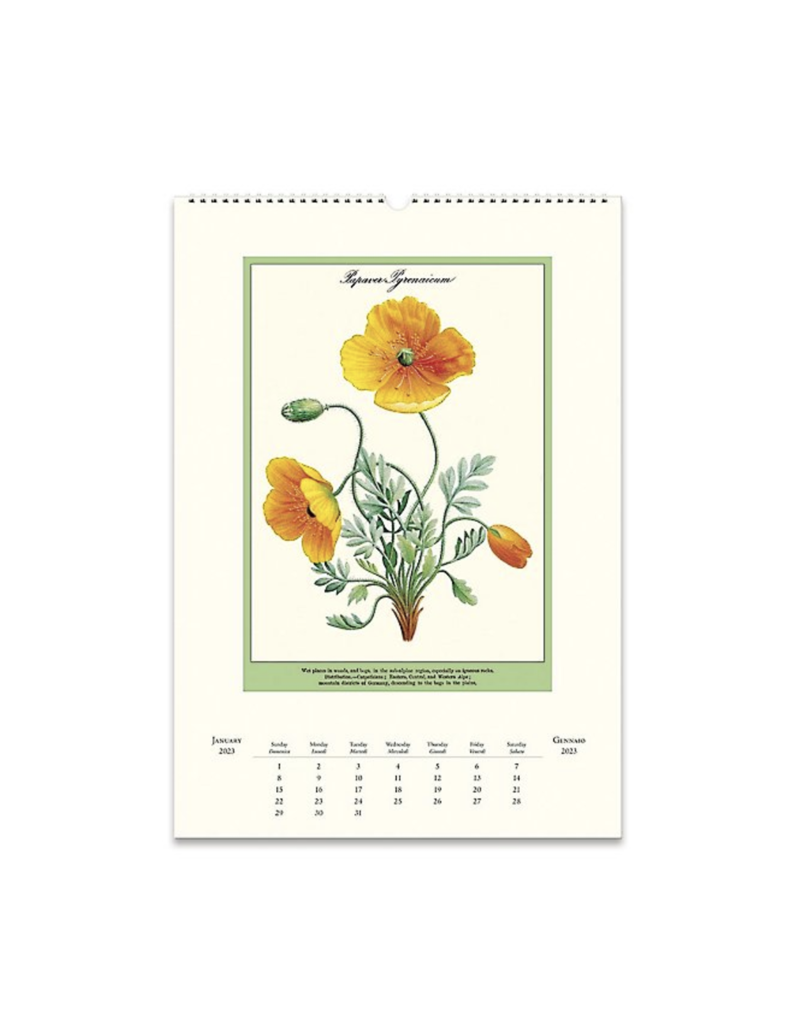 2023 Wall Calendar : Wildflowers