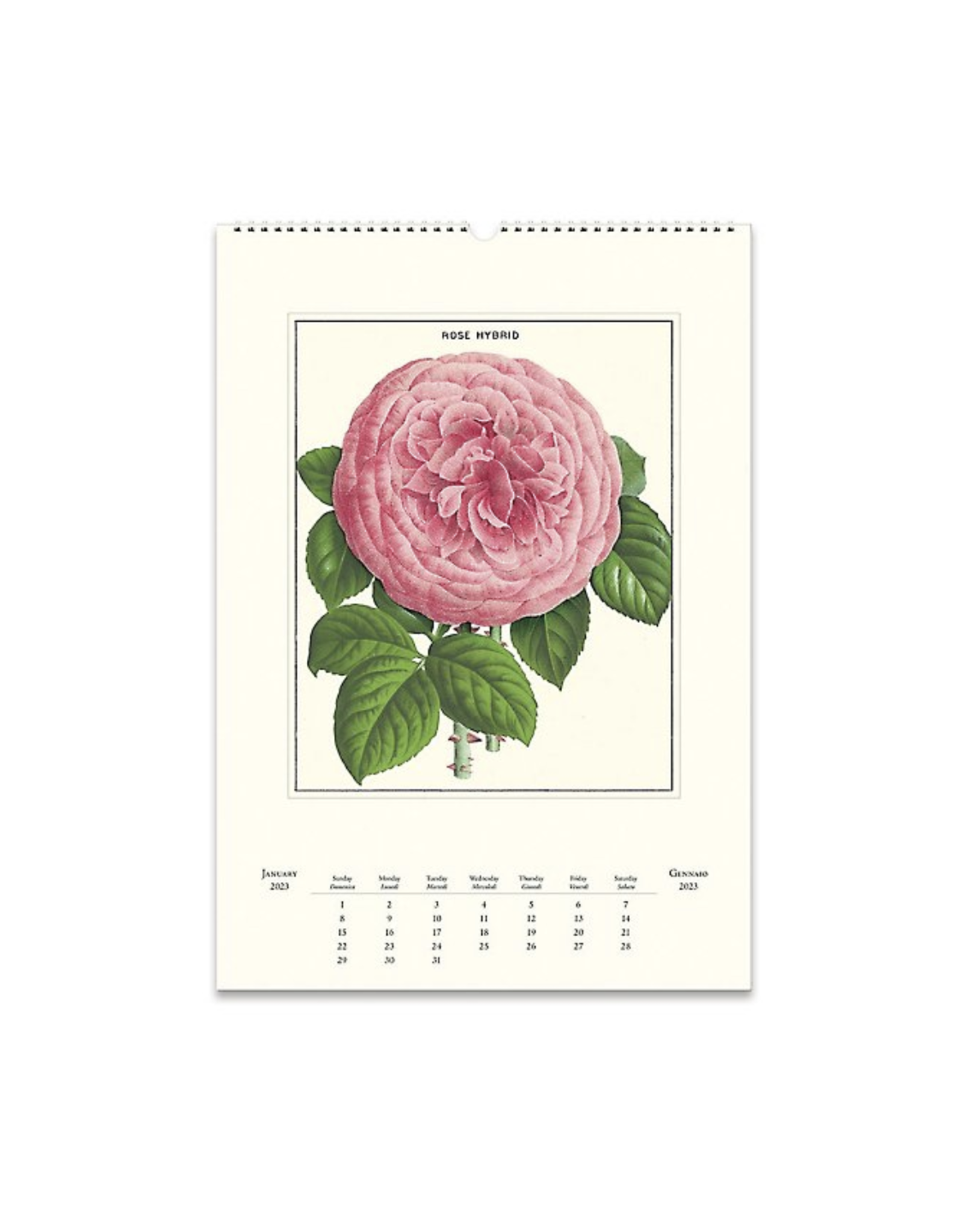 2023 Wall Calendar : Botanica
