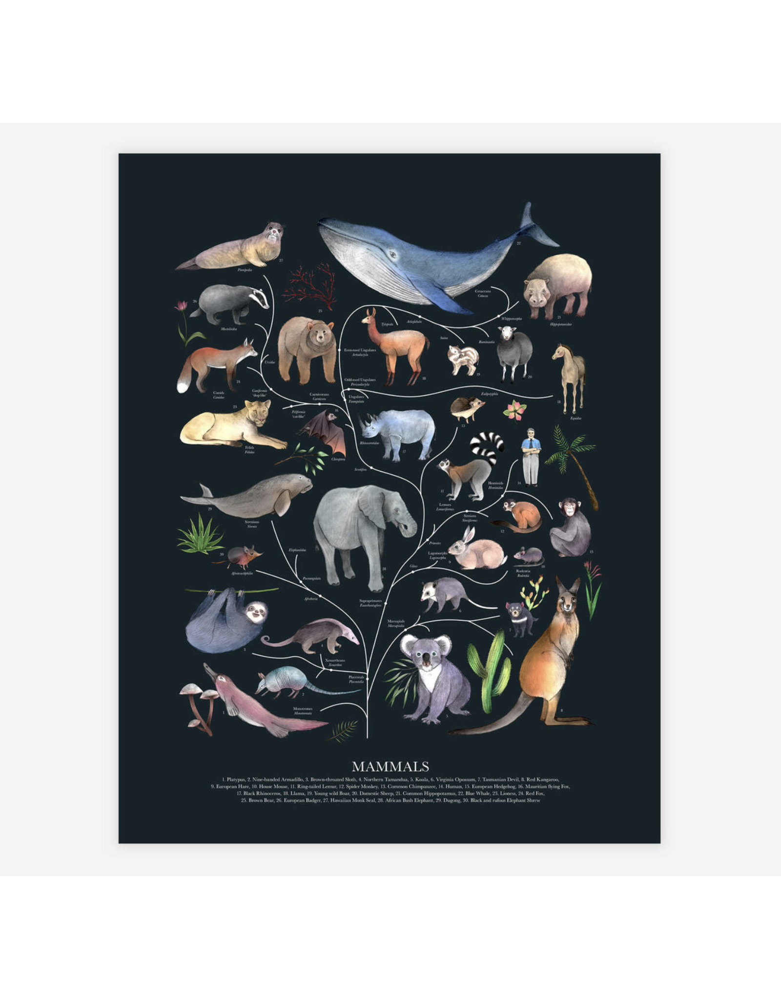 Tree of Life Mammals Print