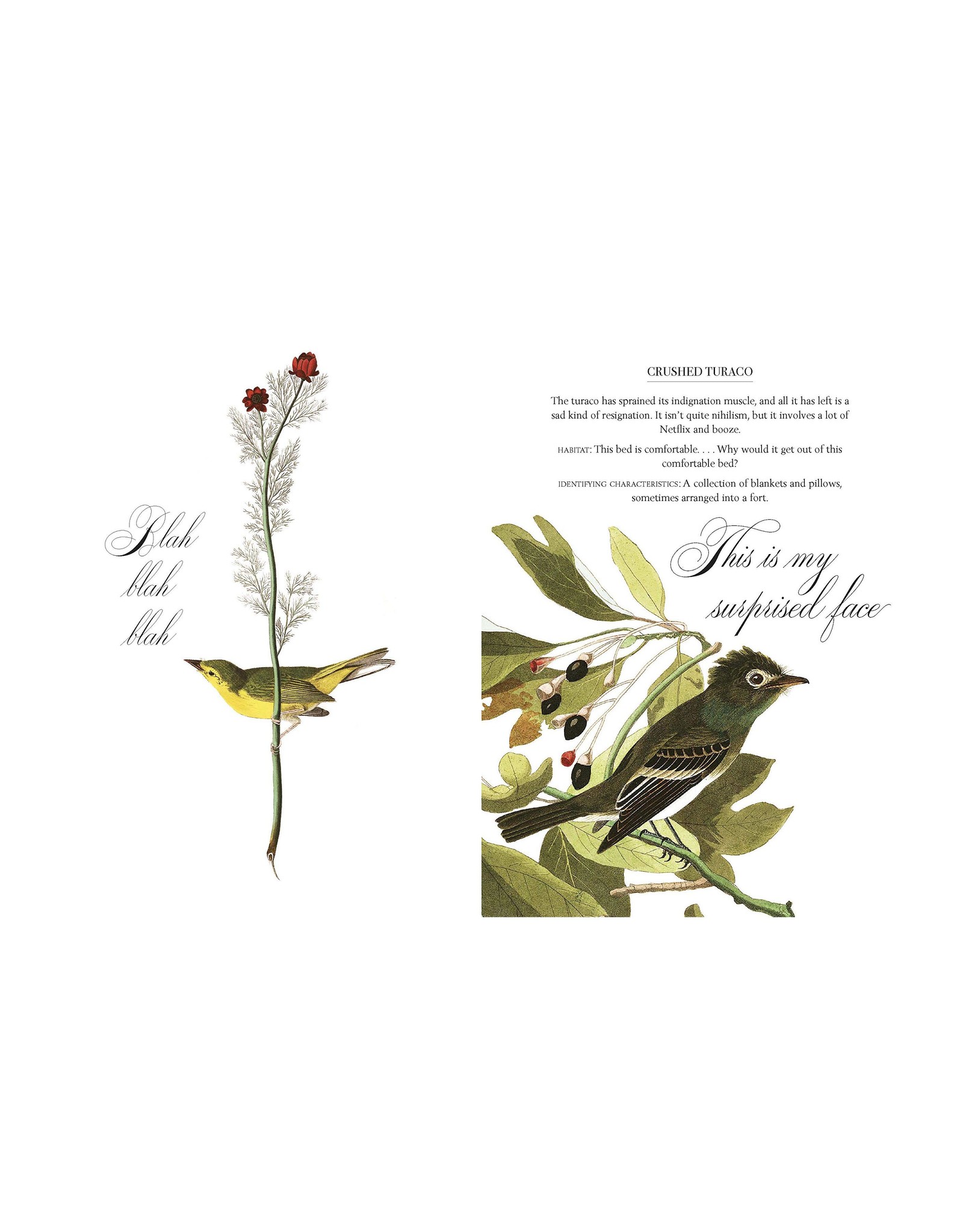 Effin' Birds, A Field Guide to Identification Book