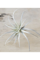 Faux Air Plant